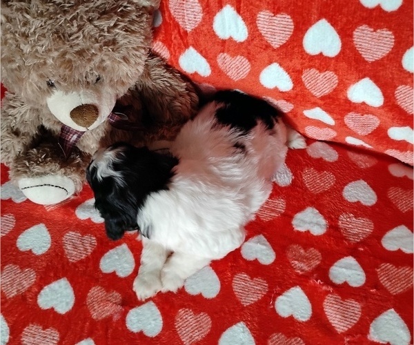 Medium Photo #2 Cock-A-Poo Puppy For Sale in FITZGERALD, GA, USA