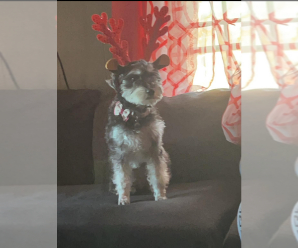 Medium Photo #1 Schnauzer (Miniature) Puppy For Sale in NEW RIVER MARINE CORPS AIR S, NC, USA