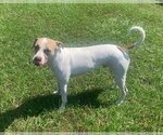 Small #21 Mutt