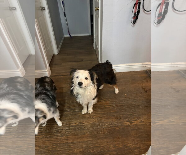 Medium Photo #3 Australian Shepherd Puppy For Sale in Dallas, TX, USA