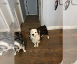 Small #2 Australian Shepherd