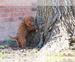 Goldendoodle Puppy for sale in BRIGHTON, MO, USA