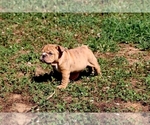 Small #2 English Bulldog