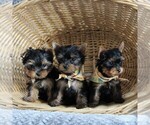 Small Photo #5 Yorkshire Terrier Puppy For Sale in BIRD IN HAND, PA, USA
