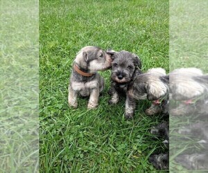 Schnauzer (Miniature) Puppy for sale in Ithaca, NY, USA