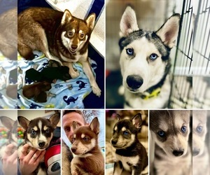 Pomsky-Siberian Husky Mix Litter for sale in TOLEDO, OH, USA