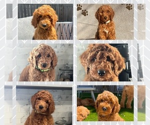 Goldendoodle Litter for sale in OAKLAND, CA, USA