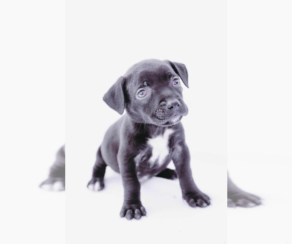 Medium Photo #6 American Staffordshire Terrier-Labrador Retriever Mix Puppy For Sale in Princeton, MN, USA