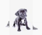 Small #5 American Staffordshire Terrier-Labrador Retriever Mix