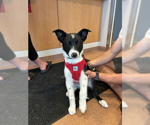 Border Collie Dogs for adoption in Ogden, UT, USA