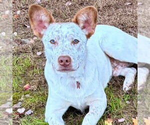 Mutt Dogs for adoption in Canton, CT, USA