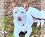 Chucky - Male Mutt Dog for Adoption - Small photo