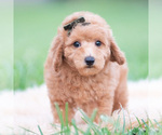 Small Photo #37 Goldendoodle (Miniature) Puppy For Sale in WARSAW, IN, USA