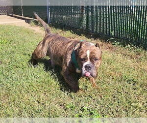 Bullypit Dogs for adoption in Springfield, MA, USA