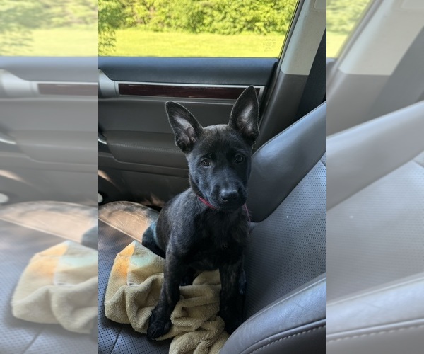 Medium Photo #2 Dutch Shepherd Dog Puppy For Sale in BLOOMINGTON, IN, USA