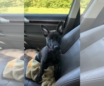 Small #1 Dutch Shepherd Dog