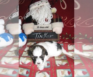 Havanese Puppy for sale in DREXEL, MO, USA