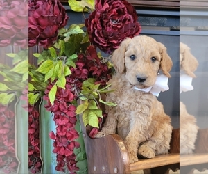 Goldendoodle mix (+ Poodle Standard) Litter for sale in JACKSBORO, TX, USA