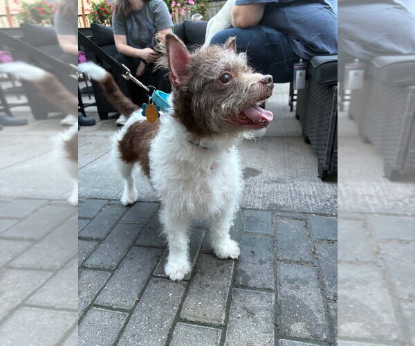 Medium Photo #3 Cairn Terrier-Unknown Mix Puppy For Sale in Andover, MN, USA
