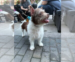 Russell - Male Cairn Terrier-Unknown Mix Dog for Adoption - Photo #3