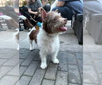 Small Photo #3 Cairn Terrier-Unknown Mix Puppy For Sale in Andover, MN, USA