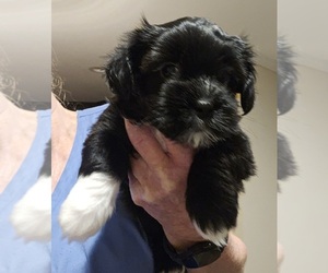 Shorkie Tzu-Yorkshire Terrier Mix Puppy for sale in SICILY ISLAND, LA, USA