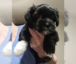 Small Shorkie Tzu-Yorkshire Terrier Mix