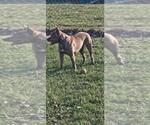 Small Photo #6 Mutt Puppy For Sale in DuQuoin, IL, USA