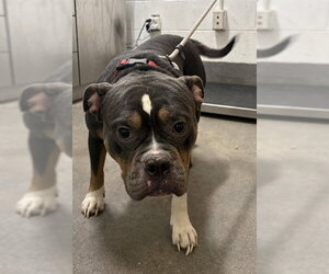 American Bulldog Dogs for adoption in Forestville, MD, USA