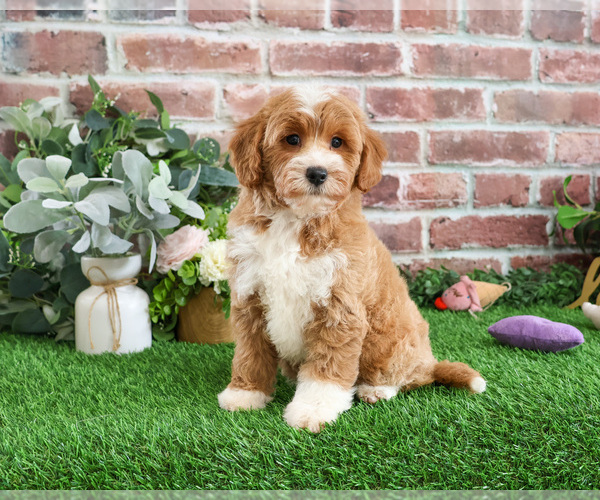 Medium Photo #4 Goldendoodle mix (+ Poodle Miniature) Puppy For Sale in SYRACUSE, IN, USA