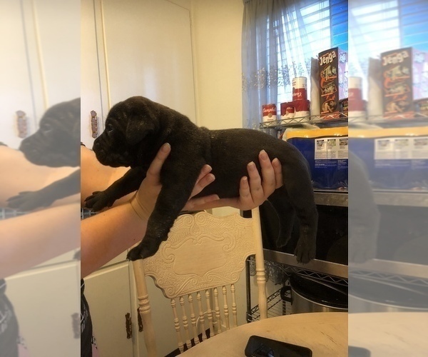 Medium Photo #2 Boerboel Puppy For Sale in WATERFORD, CA, USA