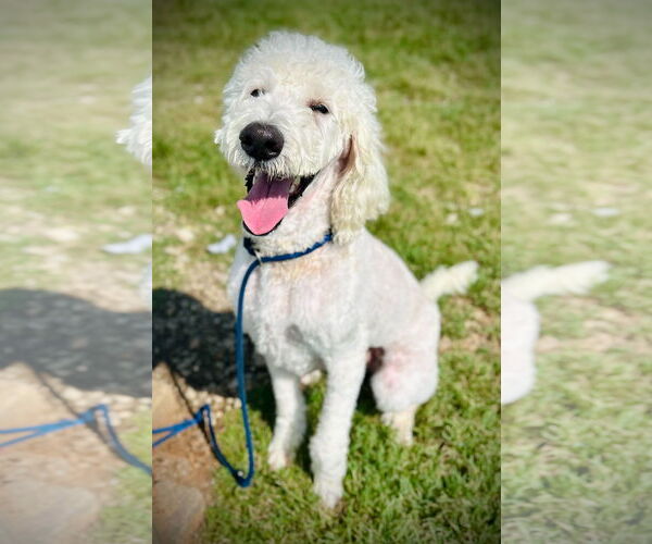 Medium Photo #1 Labradoodle Puppy For Sale in Pacolet, SC, USA