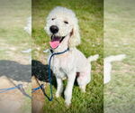 Small Labradoodle