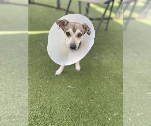 Medium Photo #2 Chihuahua-Unknown Mix Puppy For Sale in Tempe , AZ, USA