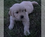 Small Photo #6 Golden Retriever Puppy For Sale in BENNETT, CO, USA
