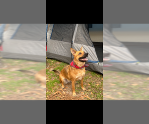 German Shepherd Dog-Unknown Mix Dogs for adoption in The Woodlands, TX, USA