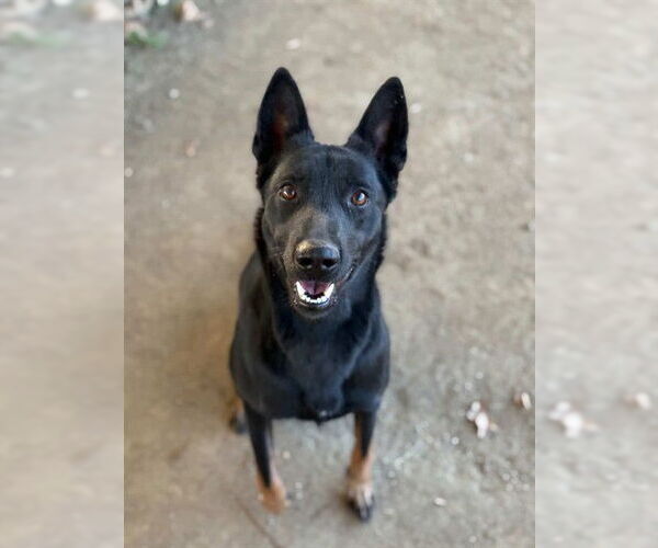 Medium Photo #2 German Shepherd Dog-Unknown Mix Puppy For Sale in Riverside, CA, USA