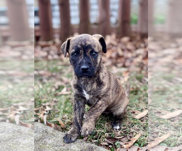 Medium Photo #1 American Pit Bull Terrier-Unknown Mix Puppy For Sale in Hillsboro, MO, USA