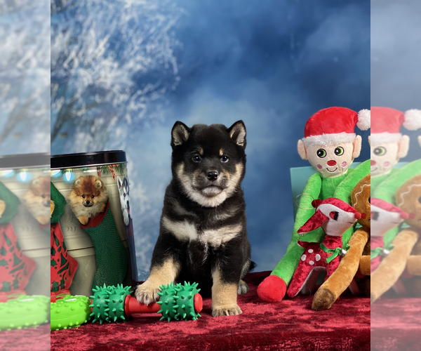 Medium Photo #1 Shiba Inu Puppy For Sale in NEWBERRY, MI, USA