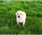 Small #3 Labrador Retriever