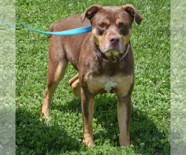 Medium Photo #3 Chocolate Labrador retriever-Rottweiler Mix Puppy For Sale in Huntley, IL, USA