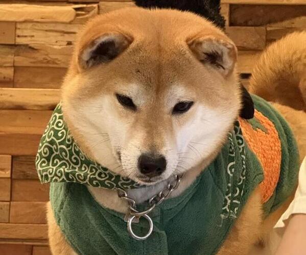 Medium Photo #1 Shiba Inu Puppy For Sale in SAN FRANCISCO, CA, USA