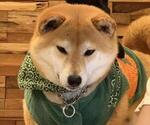 Small Photo #1 Shiba Inu Puppy For Sale in SAN FRANCISCO, CA, USA