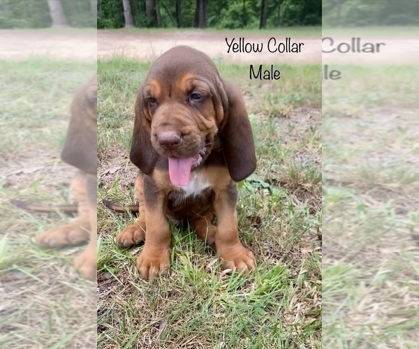 Medium Photo #4 Bloodhound Puppy For Sale in WARRIOR, AL, USA