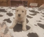 Puppy Male 4 Golden Retriever