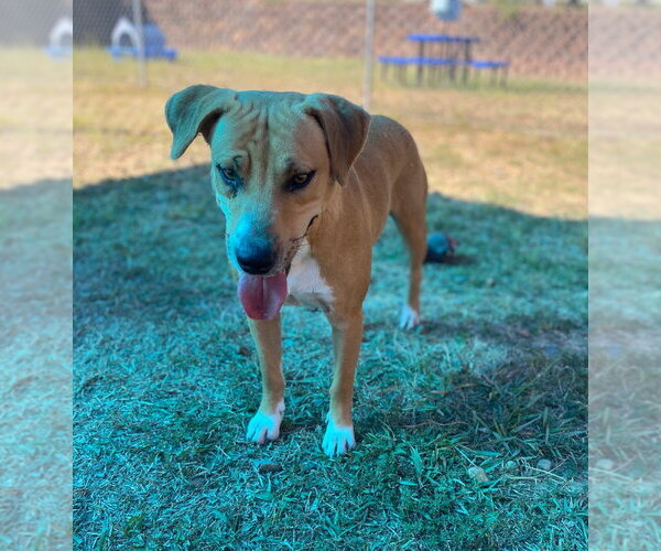 Medium Photo #4 Mutt Puppy For Sale in Bryant, AR, USA