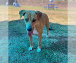 Small Photo #4 Mutt Puppy For Sale in Bryant, AR, USA