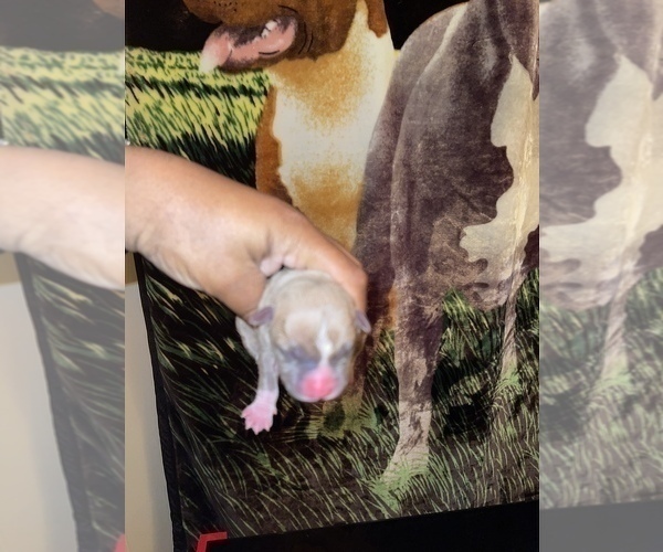 Medium Photo #15 American Pit Bull Terrier Puppy For Sale in TRENTON, NJ, USA