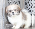 Small #2 Shih Tzu