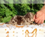 Small #4 ShihPoo